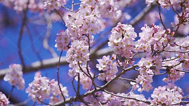 Sakura, Cherry Blossom flower in spring season