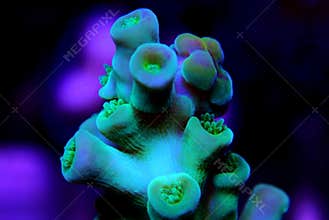 ACROPORA - genus of small polyp stony coral in the phylum Cnidaria