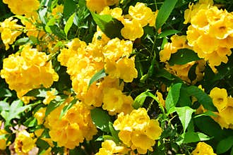 Tecoma stans in city garden in Trivandrum. India, Kerala