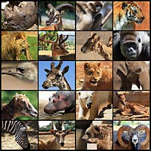 Animals collage
