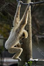 Lar gibbon Hylobates lar