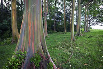 Rainbow Eucalyptus Trees, Maui, Hawaiian Islands