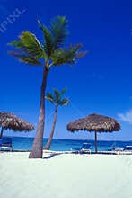 Bahamas Tropics 02