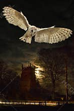 Barn Owl in flight at night