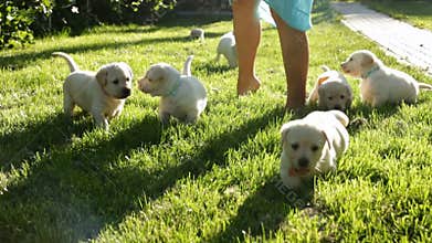 Cute and clumsy labrador puppies walking in the grass with their owner