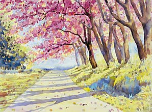 Watercolor landscape pink red color of Wild himalayan cherry