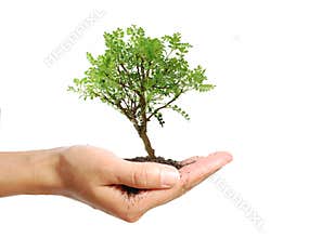 Tree in a hand