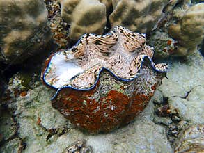 Giant red and white with neon pink striped interior on coral reef