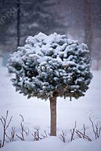 Miniature sculpted evergreen tree in snowy scene.