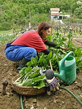 Woman picked chard