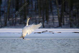 Swan on the Frozen Lake in Winter