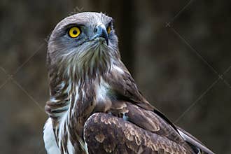 Short-toed snake eagle, circaetus gallicus also known as short-toed eagle
