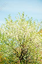 Blossoming spring tree