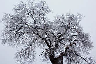 White snow covering the oak tree