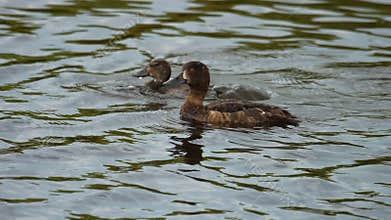 Mallard duck with duckling