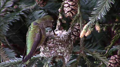 Hummingbird Mom Feeding a Day Old Chicks