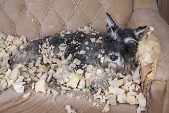 Naughty bad schnauzer puppy dog lies on a couch that she has just destroyed.