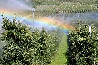 Irrigation of an apple orchard in hot Italy