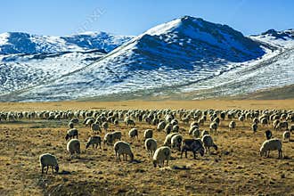 Flock of sheep by the snowy mountains