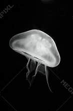 Jellyfish swimming on dark background