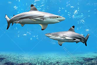 Blacktip Reef Sharks Swimming in Tropical Waters