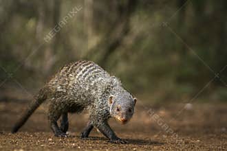 Banded mongoose in Kruger National park, South Africa