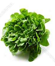 Lettuce