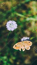 Brown Butterfly Flower