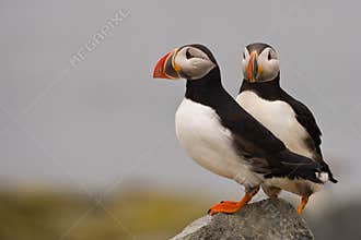 Atlantic Puffins