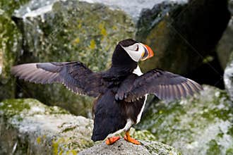 Altantic Puffin