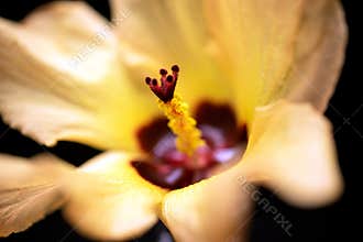 Yellow And Red Hibiscus Flower Background