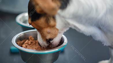 Cute dog eating food