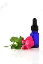 Geranium Flower Essence