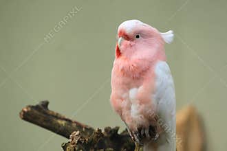 Pink cockatoo