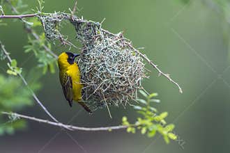 Lesser Masked Weaver in Kruger National park, South Africa