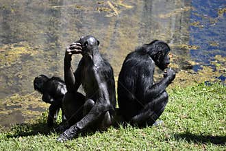 Bonobo apes