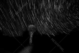 Black and White Star Trail Arizona Palm Tree