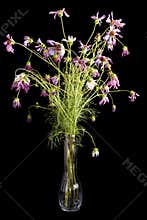 Dying Flowers in Vase