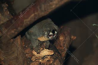 Bolivian Night Monkey