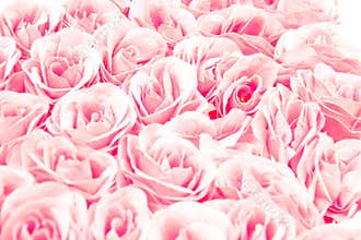 Colorful pink rose flowers background for wedding concept. Abstract, idea for invitation card, greeting, congratulation, love