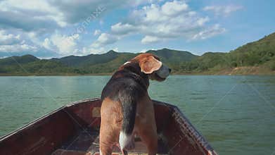 Calming beagle on boat with his flying ears