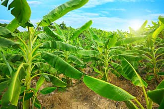 Banana plantation