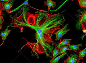 Fluorescence Microscope image of human cells undergoing mitosis