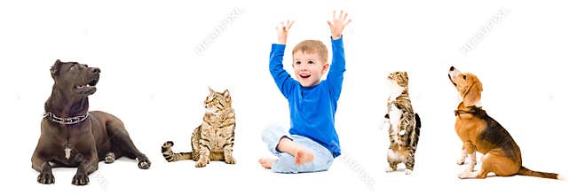 Group of a curious pets and happy boy