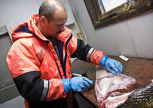Fisherman filleting cod