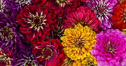 Zinnia Flowers Blooming