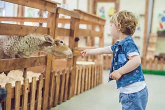 Boy play with the lamb on the farm