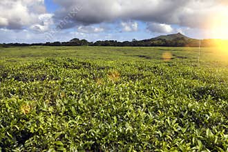 Tea plantation Bois Cheri in the foothills. Mauritius