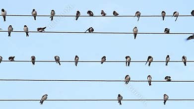 Birds on the wire sit like music notes