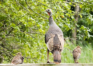 Wild Turkey Hen And Chicks
